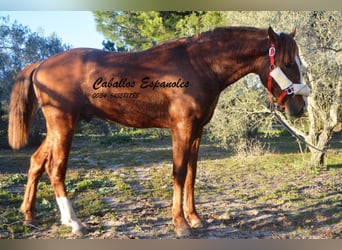 Koń andaluzyjski, Ogier, 3 lat, 152 cm, Kasztanowata