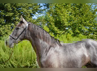 Koń andaluzyjski, Ogier, 3 lat, 152 cm, Siwa