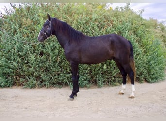 Koń andaluzyjski, Ogier, 3 lat, 152 cm, Siwa