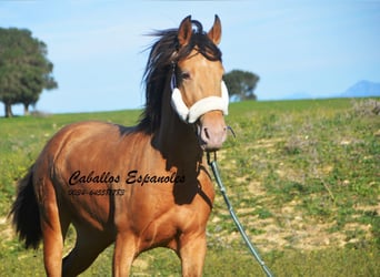 Koń andaluzyjski, Ogier, 3 lat, 152 cm, Szampańska