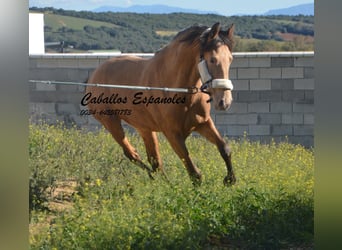 Koń andaluzyjski, Ogier, 3 lat, 152 cm, Szampańska