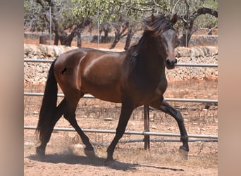 Koń andaluzyjski, Ogier, 3 lat, 154 cm, Gniada