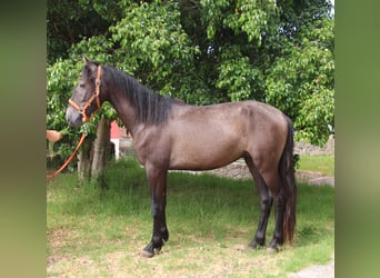 Koń andaluzyjski, Ogier, 3 lat, 154 cm, Kasztanowatodereszowata