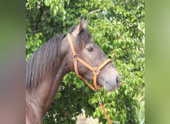 Koń andaluzyjski, Ogier, 3 lat, 154 cm, Kasztanowatodereszowata