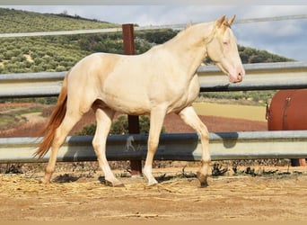 Koń andaluzyjski, Ogier, 3 lat, 155 cm