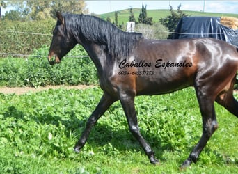 Koń andaluzyjski, Ogier, 3 lat, 155 cm, Gniada