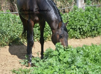 Koń andaluzyjski, Ogier, 3 lat, 155 cm, Gniada