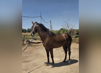 Koń andaluzyjski, Ogier, 3 lat, 155 cm, Gniada