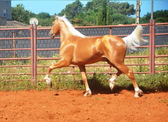 Koń andaluzyjski, Ogier, 3 lat, 155 cm, Izabelowata