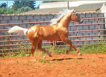 Koń andaluzyjski, Ogier, 3 lat, 155 cm, Izabelowata