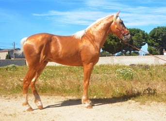 Koń andaluzyjski, Ogier, 3 lat, 155 cm, Izabelowata
