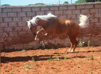 Koń andaluzyjski, Ogier, 3 lat, 155 cm, Izabelowata