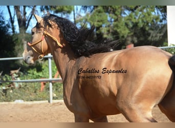 Koń andaluzyjski, Ogier, 3 lat, 155 cm, Jelenia