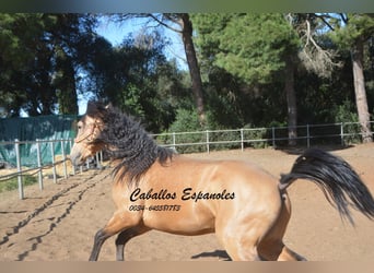 Koń andaluzyjski, Ogier, 3 lat, 155 cm, Jelenia