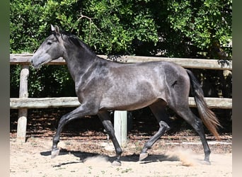 Koń andaluzyjski, Ogier, 3 lat, 155 cm, Siwa