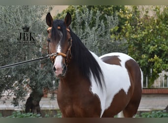 Koń andaluzyjski, Ogier, 3 lat, 155 cm, Srokata