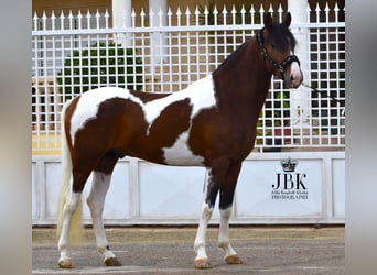 Koń andaluzyjski, Ogier, 3 lat, 155 cm, Srokata