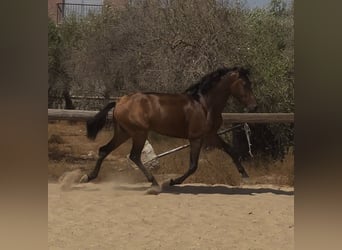 Koń andaluzyjski, Ogier, 3 lat, 157 cm, Ciemnogniada