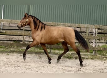 Koń andaluzyjski, Ogier, 3 lat, 157 cm, Gniada