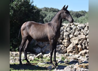 Koń andaluzyjski, Ogier, 3 lat, 157 cm, Kara
