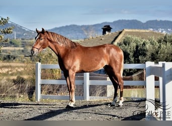Koń andaluzyjski, Ogier, 3 lat, 157 cm, Kasztanowata
