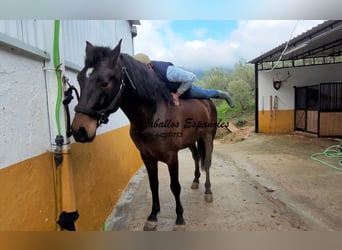 Koń andaluzyjski, Ogier, 3 lat, 158 cm, Ciemnogniada