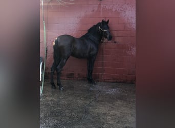 Koń andaluzyjski, Ogier, 3 lat, 158 cm, Ciemnogniada