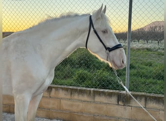 Koń andaluzyjski, Ogier, 3 lat, 158 cm, Cremello