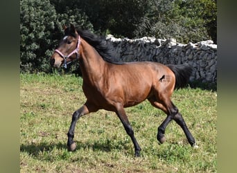 Koń andaluzyjski, Ogier, 3 lat, 158 cm, Gniada