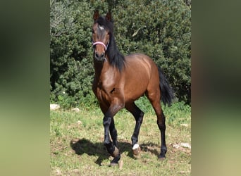 Koń andaluzyjski, Ogier, 3 lat, 158 cm, Gniada