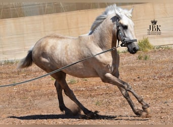 Koń andaluzyjski, Ogier, 3 lat, 158 cm, Może być siwy