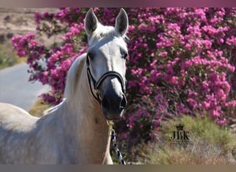 Koń andaluzyjski, Ogier, 3 lat, 158 cm, Może być siwy