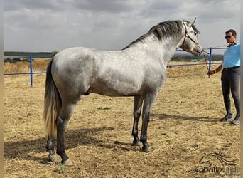 Koń andaluzyjski, Ogier, 3 lat, 158 cm, Siwa