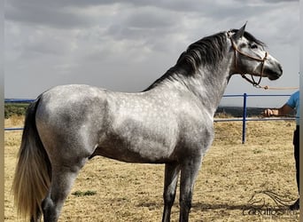 Koń andaluzyjski, Ogier, 3 lat, 158 cm, Siwa