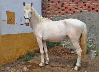 Koń andaluzyjski, Ogier, 3 lat, 159 cm, Cremello