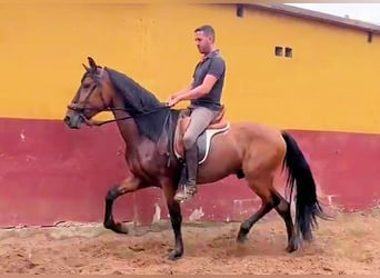 Koń andaluzyjski, Ogier, 3 lat, 159 cm, Gniada