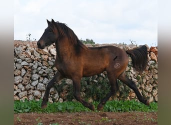 Koń andaluzyjski, Ogier, 3 lat, 159 cm, Gniada