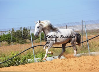 Koń andaluzyjski, Ogier, 3 lat, 159 cm, Srokata