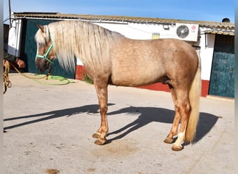 Koń andaluzyjski, Ogier, 3 lat, 160 cm, Izabelowata