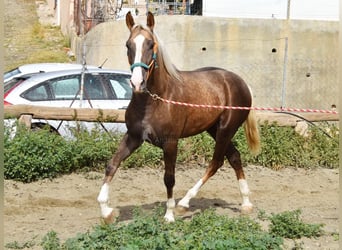 Koń andaluzyjski, Ogier, 3 lat, 160 cm, Izabelowata