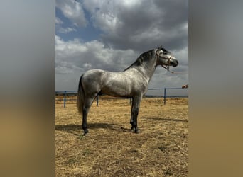 Koń andaluzyjski, Ogier, 3 lat, 160 cm, Siwa jabłkowita