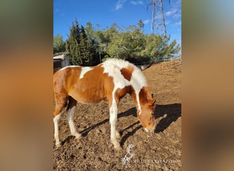 Koń andaluzyjski, Ogier, 3 lat, 160 cm, Srokata