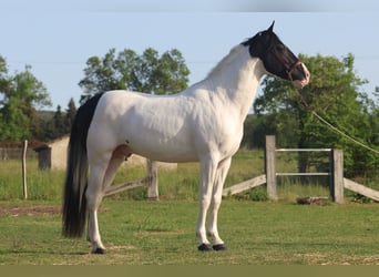 Koń andaluzyjski, Ogier, 3 lat, 160 cm, Tobiano wszelkich maści