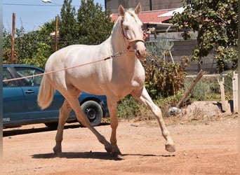 Koń andaluzyjski, Ogier, 3 lat, 162 cm, Cremello