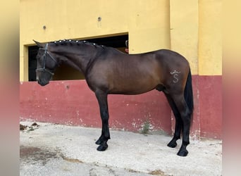 Koń andaluzyjski, Ogier, 3 lat, 162 cm, Gniada
