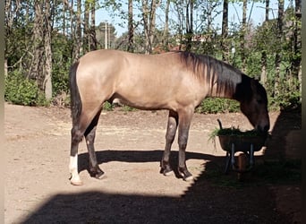 Koń andaluzyjski Mix, Ogier, 3 lat, 162 cm, Jelenia