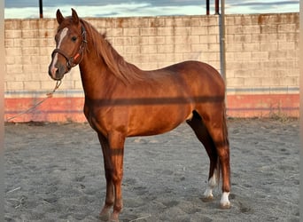 Koń andaluzyjski, Ogier, 3 lat, 162 cm