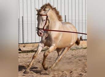 Koń andaluzyjski, Ogier, 3 lat, 162 cm, Perlino