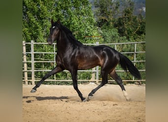 Koń andaluzyjski, Ogier, 3 lat, 162 cm, Skarogniada