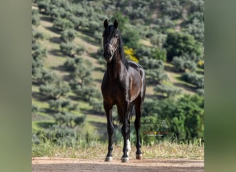 Koń andaluzyjski, Ogier, 3 lat, 162 cm, Skarogniada
